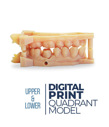 Digital Print Quadrant Model (Upper&Lower)